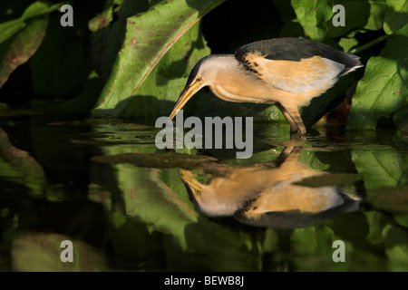 Tarabusino (Ixobrychus minutus) in piedi nell'acqua con la preda, vista laterale Foto Stock