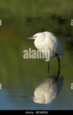 Garzetta (Egretta garzetta) in piedi in acqua, vista laterale Foto Stock