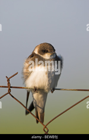 Banca Swallow (Riparia Riparia) seduti sulla Catena-collegamento recinto, close-up Foto Stock