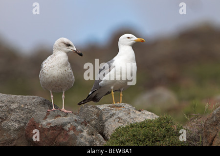 Coppia di Western giallo-gambe gabbiani (Larus michahellis) permanente sulla roccia Foto Stock