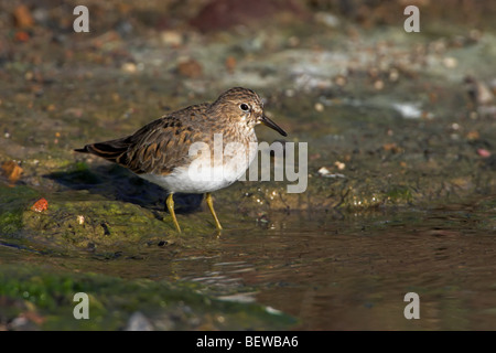 Temmincks stint (Calidris temminckii) permanente al fango shore, vista laterale Foto Stock