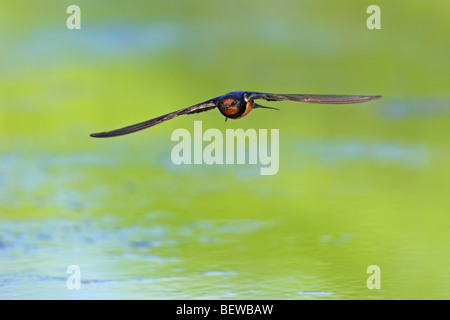 Barn Swallow (Hirundo rustica) in volo planato sulla superficie di acqua, vista frontale Foto Stock