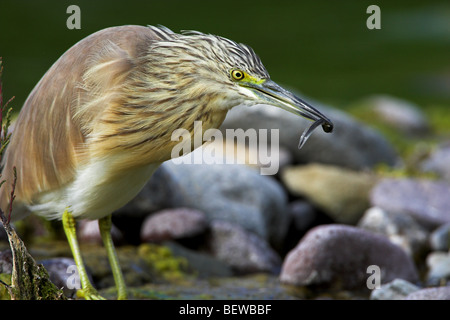 Sgarza ciuffetto (Ardeola ralloides) con pesci preda, close-up Foto Stock