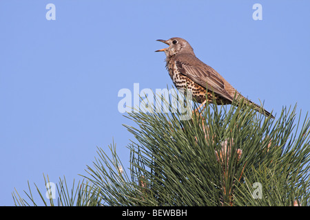 Tordo Mistle (Turdus viscivorus) seduto sul pino, vista laterale Foto Stock