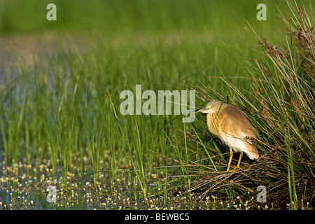 Sgarza ciuffetto (Ardeola ralloides) in piedi tra le canne, vista laterale Foto Stock