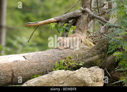 Giovani Carpatica lynx su un tronco di albero Foto Stock