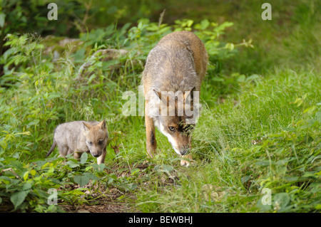 Lupo grigio, Canis lupus, adulti e pup, Foresta Bavarese, Germania Foto Stock