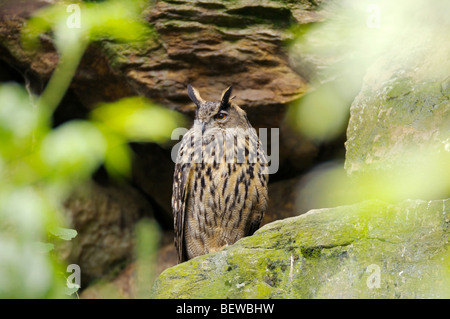 Gufo reale, Bubo bubo, Foresta Bavarese, Germania Foto Stock