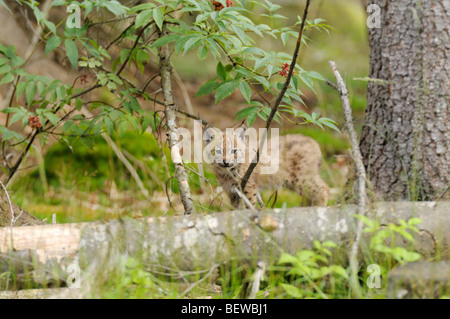 Giovani Carpatica lynx su un tronco di albero Foto Stock