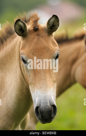 Di Przewalski Wild Horse, Equus przewalskii, ritratto, foresta bavarese, Germania Foto Stock