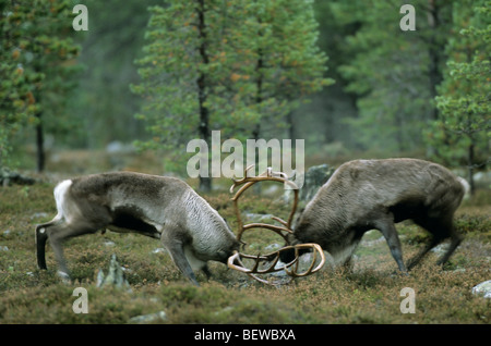 Tori di renne (Rangifer tarandus) nel duello, Jamtland, Svezia Foto Stock