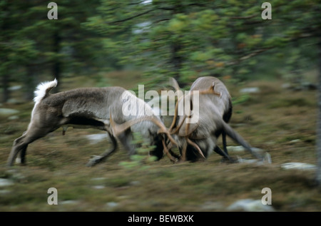 Tori di renne (Rangifer tarandus) nel duello, Jamtland, Svezia Foto Stock