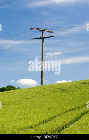 Polo di alimentazione in un cornfield Foto Stock