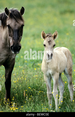 Konik mare e puledro, la Masuria - Polonia, vista frontale Foto Stock