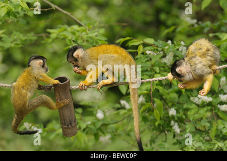 Tre comuni scimmie scoiattolo (Saimiri sciureus), full shot Foto Stock