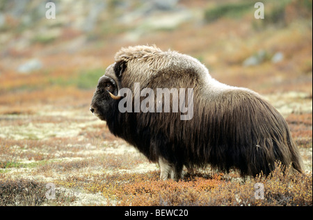 Muskox (Ovibos moschatus), Sunndalsfjella Dovrefjell National Park, Norvegia, vista laterale Foto Stock