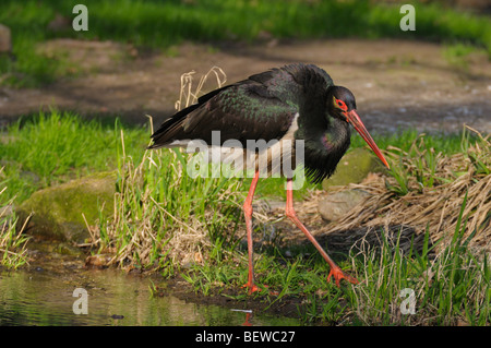 Cicogna Nera (Ciconia nigra), full shot Foto Stock