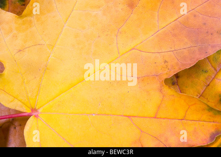 Foglie di autunno Sycamore Acer pseudoplatarus (Aceraceae) Foto Stock