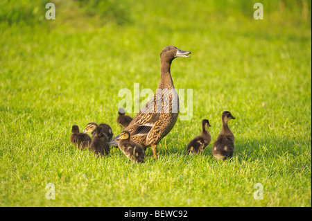 Mallard duck (Anas platyrhynchos) con pulcini su un prato Foto Stock