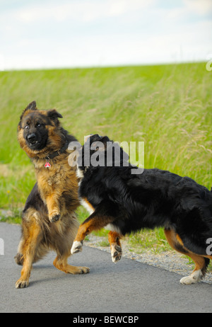 Due cani combattimenti sulla strada di un paese Foto Stock