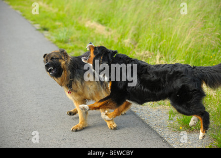 Due cani combattimenti sulla strada di un paese Foto Stock