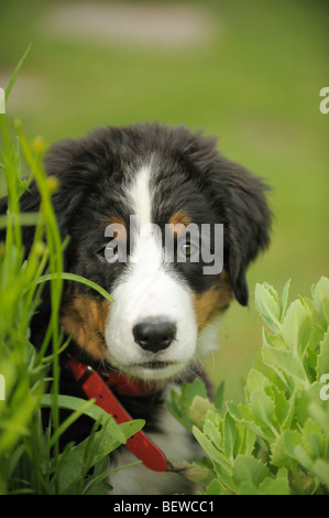 Bovaro del Bernese cucciolo, ritratto Foto Stock