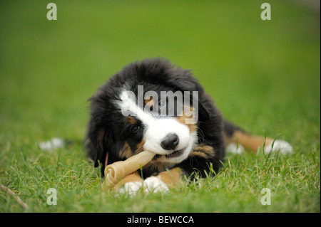 Bovaro del Bernese cucciolo rosicchia sul tessuto osseo, close-up Foto Stock