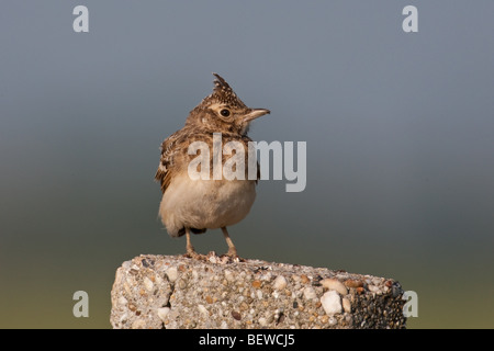 Crested lark, Galerida cristata, close-up Foto Stock