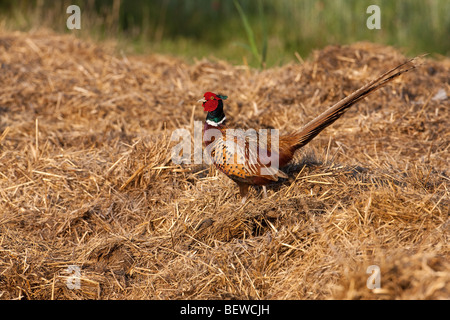 Fagiano, Phasianus colchicus, close-up Foto Stock