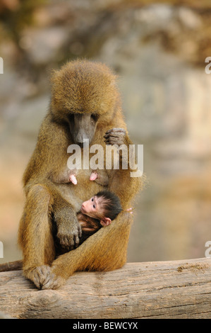 Madre babbuino (Papio papio) tenendo la sua giovane, vista frontale Foto Stock