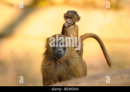 Giovane babbuino (Papio papio) equitazione sulla madre animale, vista frontale Foto Stock