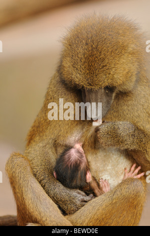 Madre babbuino (Papio papio) allattamento al seno il suo giovane Foto Stock