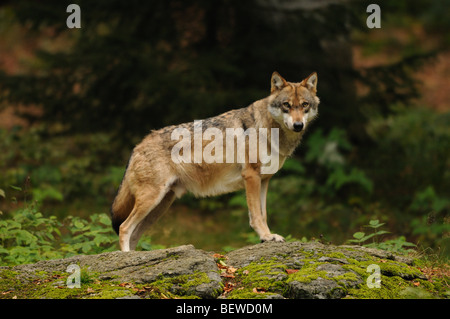 Lupo (Canis lupus) permanente sulla roccia, Foresta Bavarese, Germania, vista laterale Foto Stock