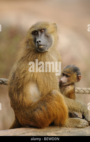 Madre babbuino (Papio papio) allattamento al seno il suo giovane Foto Stock