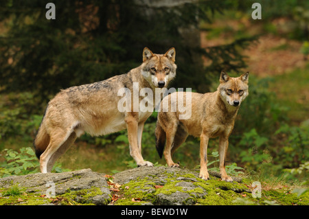 Due il lupo (Canis lupus) permanente sulla roccia, Foresta Bavarese, in Germania, il contatto visivo Foto Stock