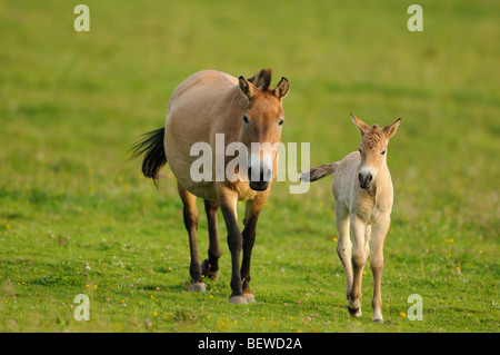 Cavallo di Przewalski, Equus ferus przewalskii, full shot Foto Stock