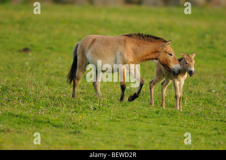 Cavallo di Przewalski, Equus ferus przewalskii Foto Stock