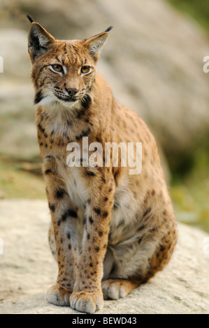 Eurasian (Lynx Lynx lynx) seduto sulla roccia, Foresta Bavarese, in Germania e a piena lunghezza Foto Stock