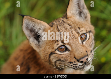 Giovani (Lynx Lynx lynx), Foresta Bavarese, Germania, contatto visivo, ritratto Foto Stock