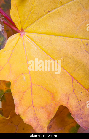 Foglie di autunno Sycamore Acer pseudoplatarus (Aceraceae) Foto Stock