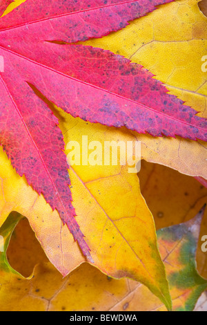 Foglie di autunno e di platano viola lasciato Maple Foto Stock