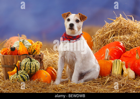 Parson Russell Terrier / paglia, zucche, neckerchief Foto Stock