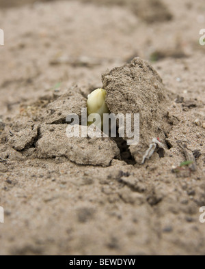 Gli asparagi rompere attraverso il suolo, close-up Foto Stock
