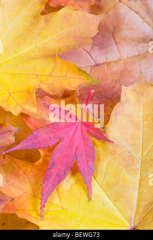 Foglie di autunno e di platano viola lasciato Maple Foto Stock