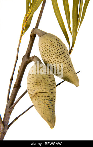 Sandplain Woody Pera Xylomelum angustifolium Frutta woody Proteaceae famiglia boscoso persistente frutti seedpods seedpods Australia Foto Stock