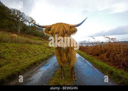 Scottish highland mucca di blocco stradale Foto Stock