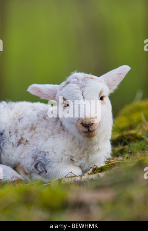 Il Gallese le pecore di montagna di close-up di agnello Foto Stock