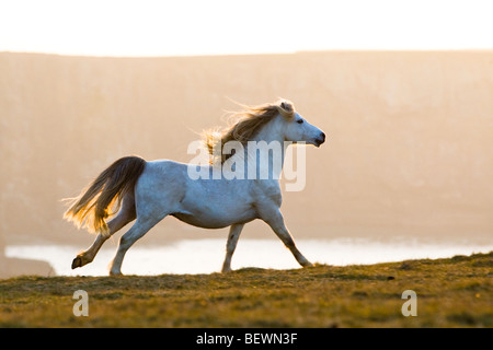 Welsh pony di montagna - cavallo al galoppo lungo le scogliere Foto Stock