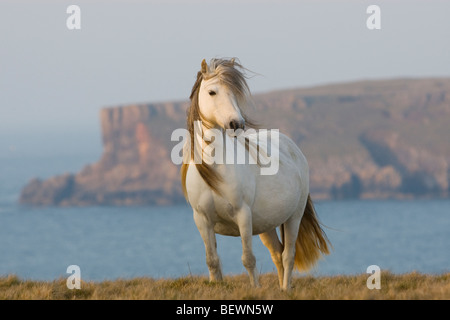 Welsh pony di montagna in mattina presto luce sulle scogliere Pembrokeshire Foto Stock