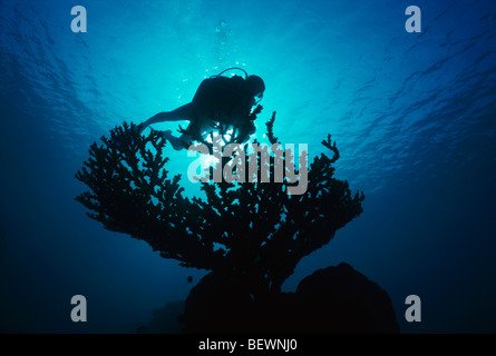 Scuba Diver esplora Coral reef. Il Sinai, Egitto - Mar Rosso Foto Stock
